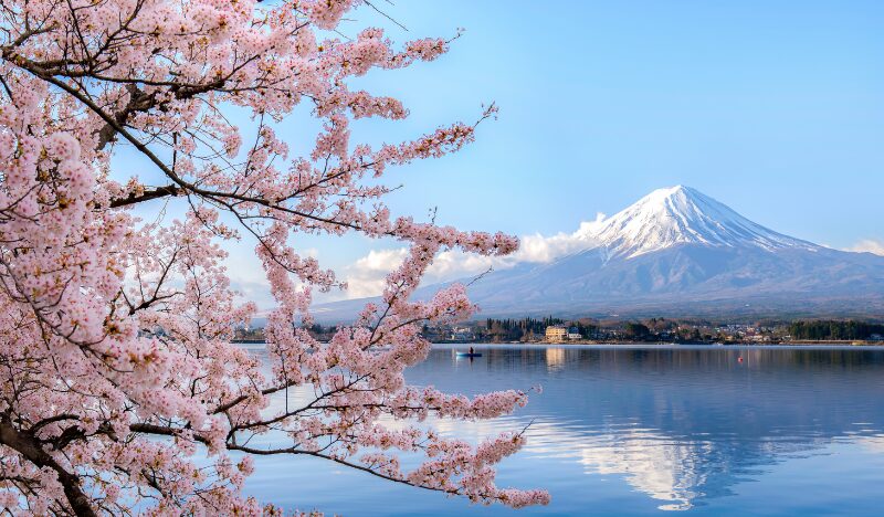「富士山と桜の絶景」に観光客が殺到　地元住民とのバランスが問われる今後の対応